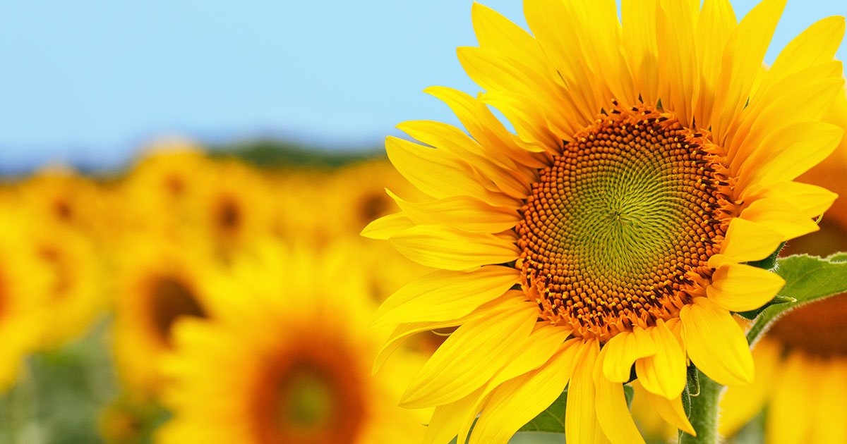What Does the Sunbelievable Sunflower Symbolize?