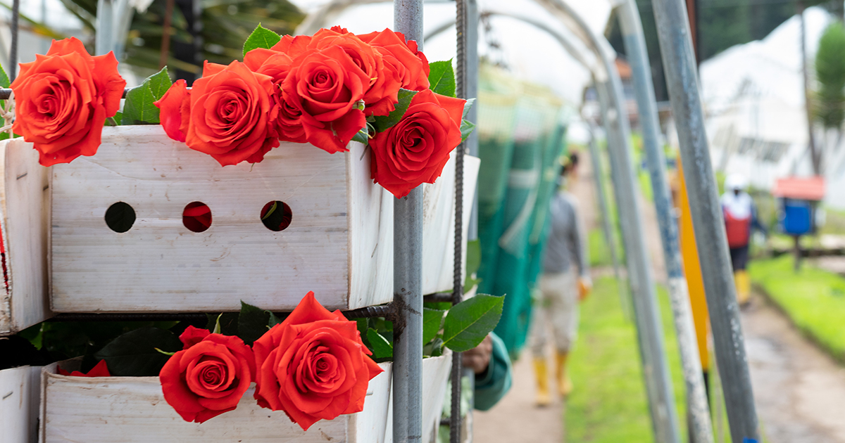 June is National Rose Month!
