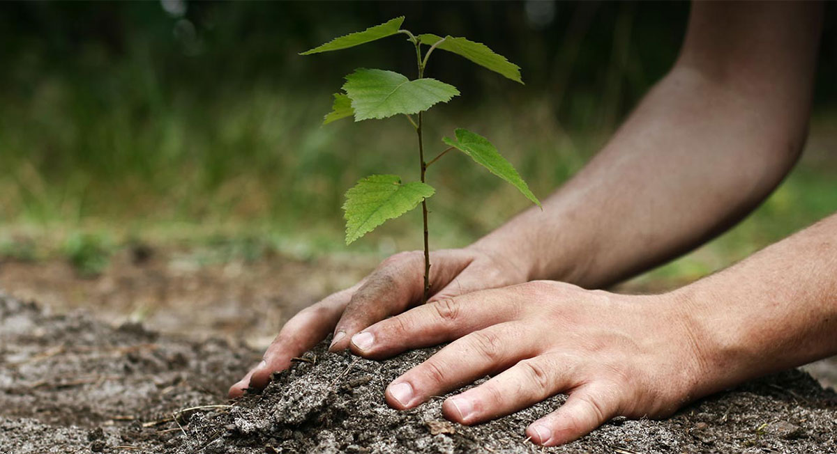 Environmental Responsibility: Our Commitment to One Tree Planted
