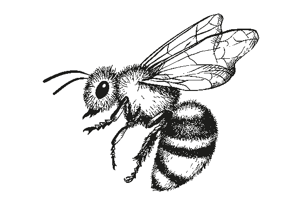 Honey bee illustration for bee conservation