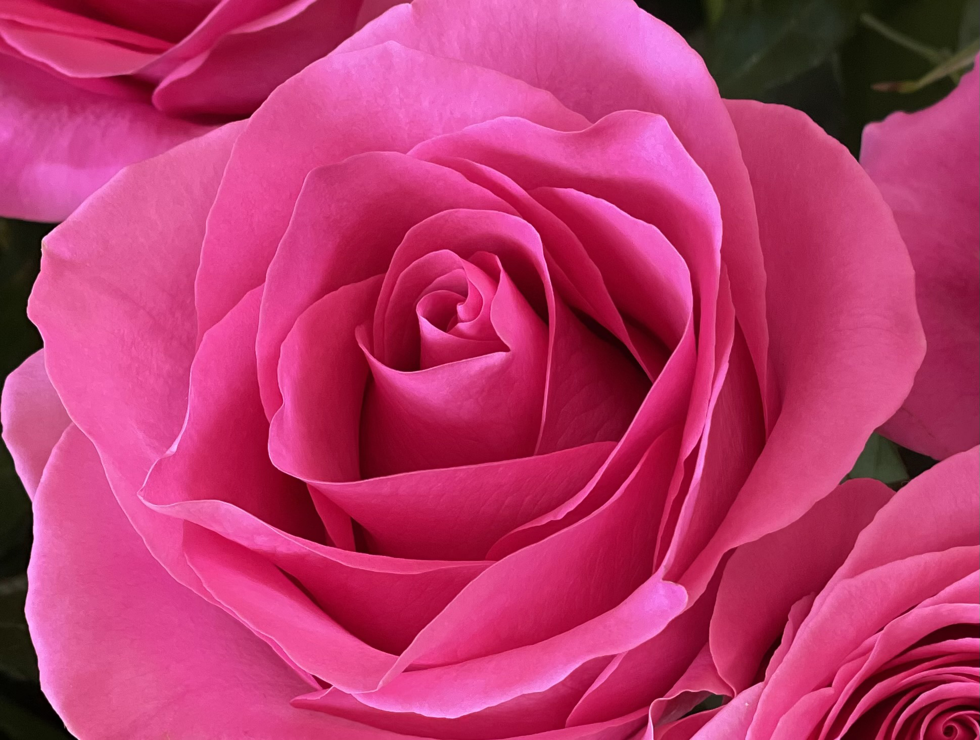 natural beauty of roses
