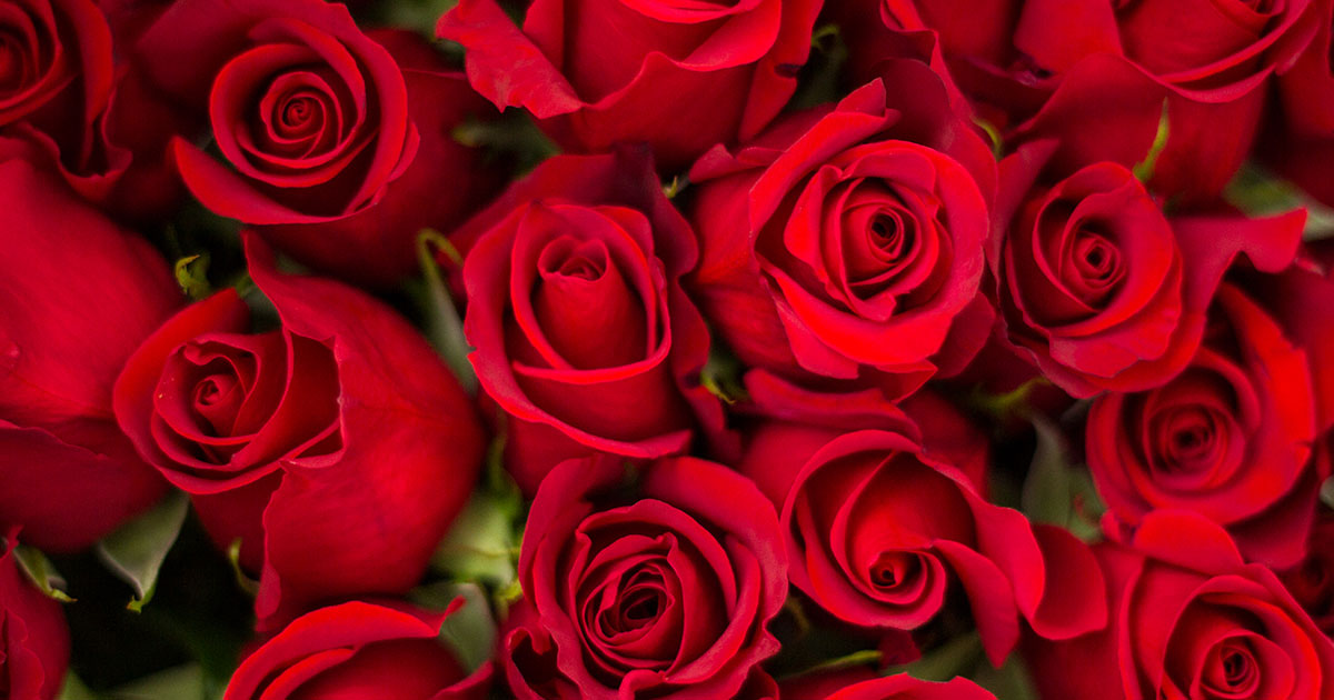 National Red Rose Day - Celebrate the Timeless Beauty of the Queen of Fl